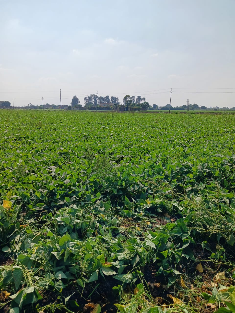 Grower working in the field